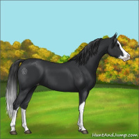 Horse Color:Black Splash Appaloosa 