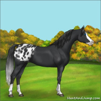 Horse Color:Black Splash Appaloosa 