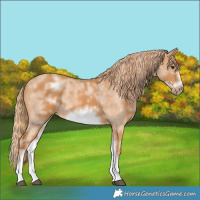 Horse Color:White Spotted Chestnut Sabino Frame 