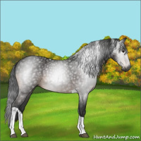 Horse Color:Gray Brown Tobiano 