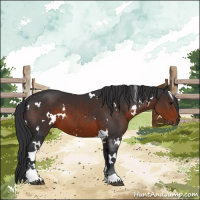 Horse Color:White Spotted Brown Sabino