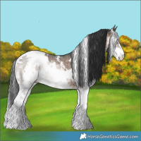 Horse Color:White Spotted Brown Dun Sabino 