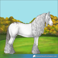 Horse Color:White Spotted Liver Red Dun Sabino Appaloosa 