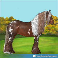 Horse Color:White Spotted Liver Chestnut 