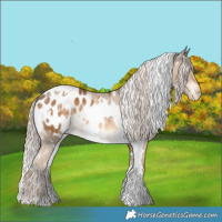 Horse Color:White Spotted Chocolate Palomino Appaloosa 