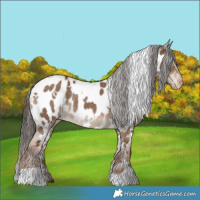 Horse Color:White Spotted Liver Red Dun Appaloosa 
