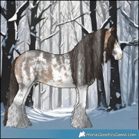 Horse Color:Buckskin Sabino 