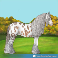 Horse Color:Bay Dun Tobiano Appaloosa 