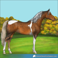 Horse Color:Chocolate Palomino Tobiano 