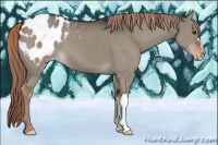 Horse Color:Liver Red Dun Appaloosa 