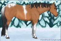 Horse Color:Bay Sabino Tobiano 