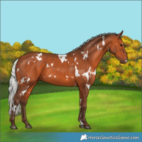 Horse Color:White Spotted Silver Bay 
