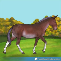 Horse Color:White Spotted Liver Chestnut Mushroom 