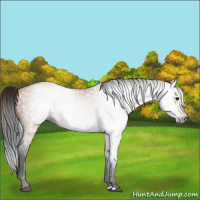 Horse Color:Gray Bay 