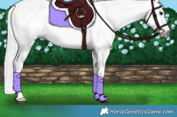 Horse Color:Gray Silver Black 