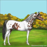 Horse Color:Bay Tobiano Appaloosa