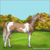 Horse Color:Chestnut Tobiano Appaloosa 