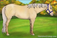 Horse Color:Silver Amber Champagne Dun Rabicano 