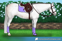 Horse Color:Gray Bay Dun Splash