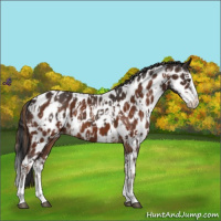Horse Color:Liver Chestnut Sabino Splash Appaloosa  and Brown Sabino Splash Appaloosa 