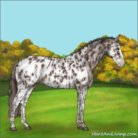Horse Color:Liver Chestnut Sabino Splash Appaloosa and Liver Chestnut Sabino Splash Appaloosa
