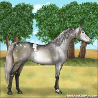 Horse Color:Gray White Spotted Silver Brown Dun Mushroom 