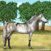 Horse Color:Gray White Spotted Silver Brown Dun Mushroom Brindle 