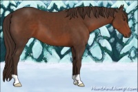 Horse Color:Liver Chestnut 