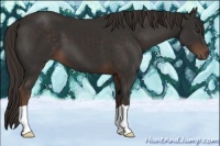 Horse Color:Liver Chestnut 