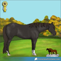Horse Color:Liver Chestnut 