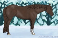 Horse Color:Liver Chestnut 