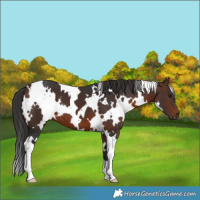 Horse Color:White Spotted Brown 