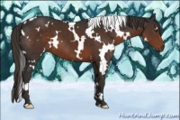 Horse Color:White Spotted Liver Chestnut 