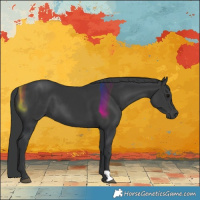 Horse Color:Black 