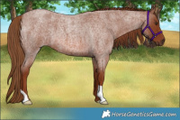 Horse Color:Red Roan 