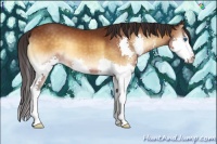 Horse Color:Buckskin Onyx Splash