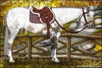 Horse Color:White Spotted Chocolate Palomino 