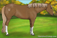 Horse Color:Chocolate Palomino 
