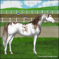 Horse Color:White Spotted Liver Chestnut Splash Appaloosa