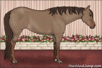 Horse Color:Liver Red Dun 