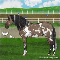 Horse Color:White Spotted Liver Red Dun 