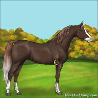 Horse Color:Liver Chestnut Splash 