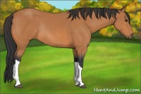 Horse Color:Bay Rabicano 