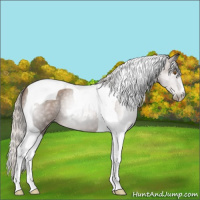 Horse Color:Gray Silver Black Pearl Tobiano 