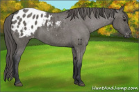 Horse Color:Grullo Appaloosa 