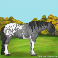 Horse Color:Blue Roan Tobiano Appaloosa 