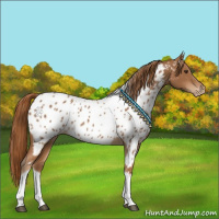 Horse Color:Chestnut Tobiano Appaloosa 