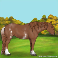 Horse Color:White Spotted Chestnut Sabino