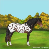 Horse Color:Liver Chestnut Blanket 