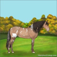 Horse Color:White Spotted Sable Champagne